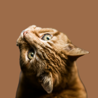 Юлия Комарова