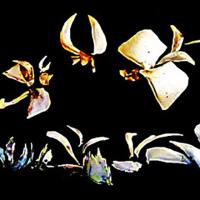 Тамара Плак