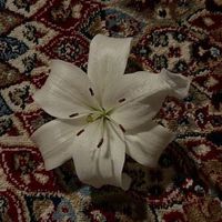 Саида Саадулаева