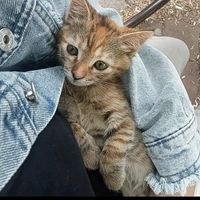 Айша Раджабова 