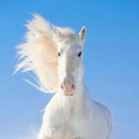 Ксения Белокопытова